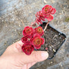 Sedum spurium 'Dragon's Blood'