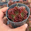 Jovibarba heuffelii 'Irene'