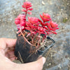 Sedum spurium 'Dragon's Blood'