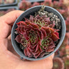 Jovibarba heuffelii 'Irene'