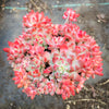 Echeveria amoena