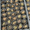Sempervivum 'Centennial' CREST (XS)