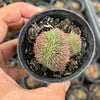 Sempervivum 'Centennial' CREST (XS)