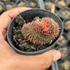 Sempervivum 'Centennial' CREST (XS)
