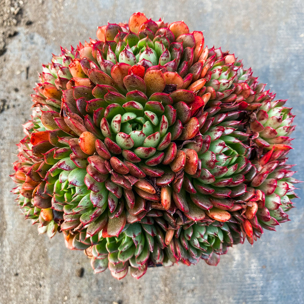 Echeveria 'Bini Gesseru'