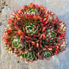 Echeveria 'Bini Gesseru'