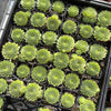 Sempervivum calcareum 'Limelight'