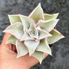 Echeveria Madiba (aka Echeveria Pink Lips)