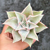 Echeveria Madiba (aka Echeveria Pink Lips)