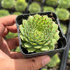 Sempervivum calcareum 'Limelight'