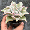 Echeveria Madiba (aka Echeveria Pink Lips)