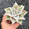 Echeveria Madiba (aka Echeveria Pink Lips)