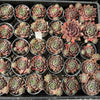 Sempervivum 'Ohio Burgundy' (w/pup)
