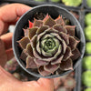 Sempervivum 'Ohio Burgundy' (w/pup)