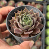 Sempervivum 'Ohio Burgundy' (w/pup)