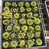 Sempervivum 'Pittoni'
