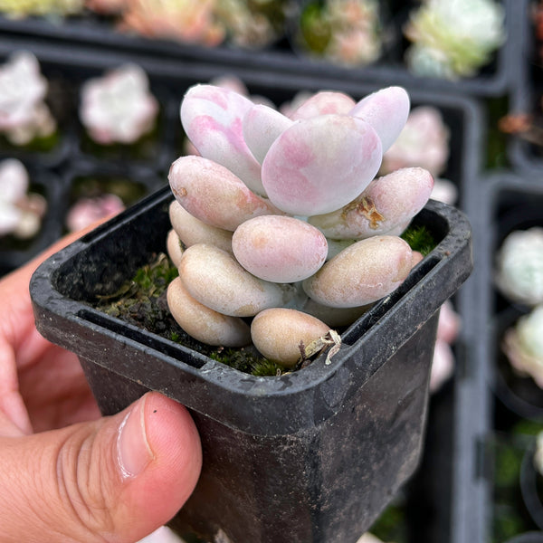 lavender pebble succulent Graptopetalum Amethystinum (Lavender Pebbles)(has marks) – LET LOVE GROW ( Succulent & Cactus)