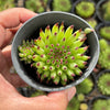 Sempervivum 'Pittoni'