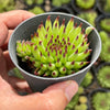 Sempervivum 'Pittoni'