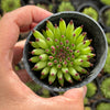 Sempervivum 'Pittoni'