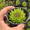 Sempervivum 'Pittoni'