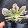 Aeonium arboreum 'Sunburst' (w/pup)