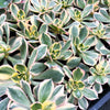 Aeonium arboreum 'Sunburst' (w/pup)