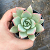 Echeveria agavoides 'Blue moon'