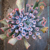 Echeveria 'Trumpet Pinky'