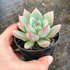 Echeveria agavoides 'Blue moon'