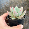 Echeveria agavoides 'Blue moon'