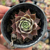 Sempervivum 'Ohio Burgundy' (w/pup)