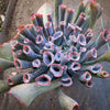 Echeveria 'Trumpet Pinky'