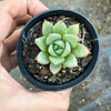 Echeveria agavoides 'Blue moon'