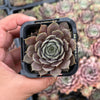 Sempervivum 'Collage'