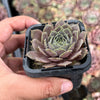 Sempervivum 'Collage'
