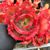 Echeveria 'Tutti Frutti'
