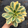 Aeonium arboreum 'Sunburst' (w/pup)