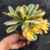 Aeonium arboreum 'Sunburst' (w/pup)