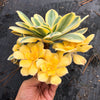 Aeonium arboreum 'Sunburst' (w/pup)