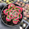 Echeveria agavoides Floriana
