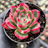 Echeveria agavoides Floriana