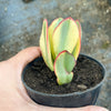 Crassula arborescens 'Blue Bird' Variegata