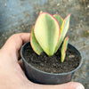 Crassula arborescens 'Blue Bird' Variegata