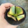 Crassula arborescens 'Blue Bird' Variegata