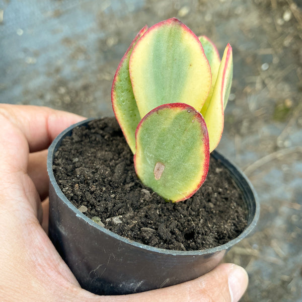 Crassula arborescens 'Blue Bird' Variegata – LET LOVE GROW (Succulent &  Cactus)
