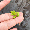 Sedum moranense (2 x CUTTINGS)