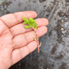 Sedum moranense (2 x CUTTINGS)