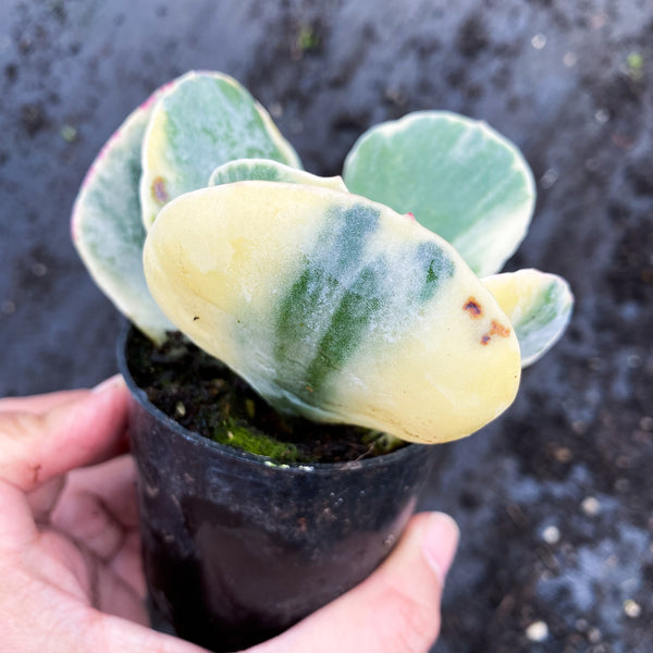 Cotyledon undulata f. variegata – LET LOVE GROW (Succulent & Cactus)