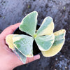 Cotyledon undulata f. variegata